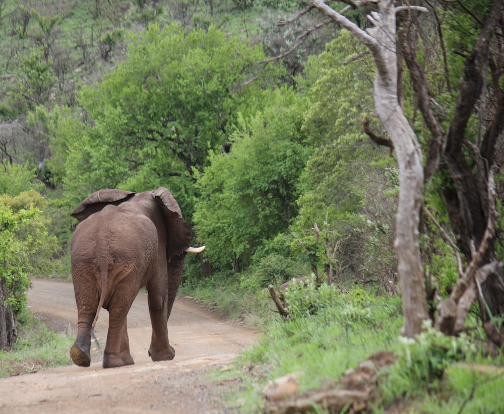 a large elephant walking down a dirt road