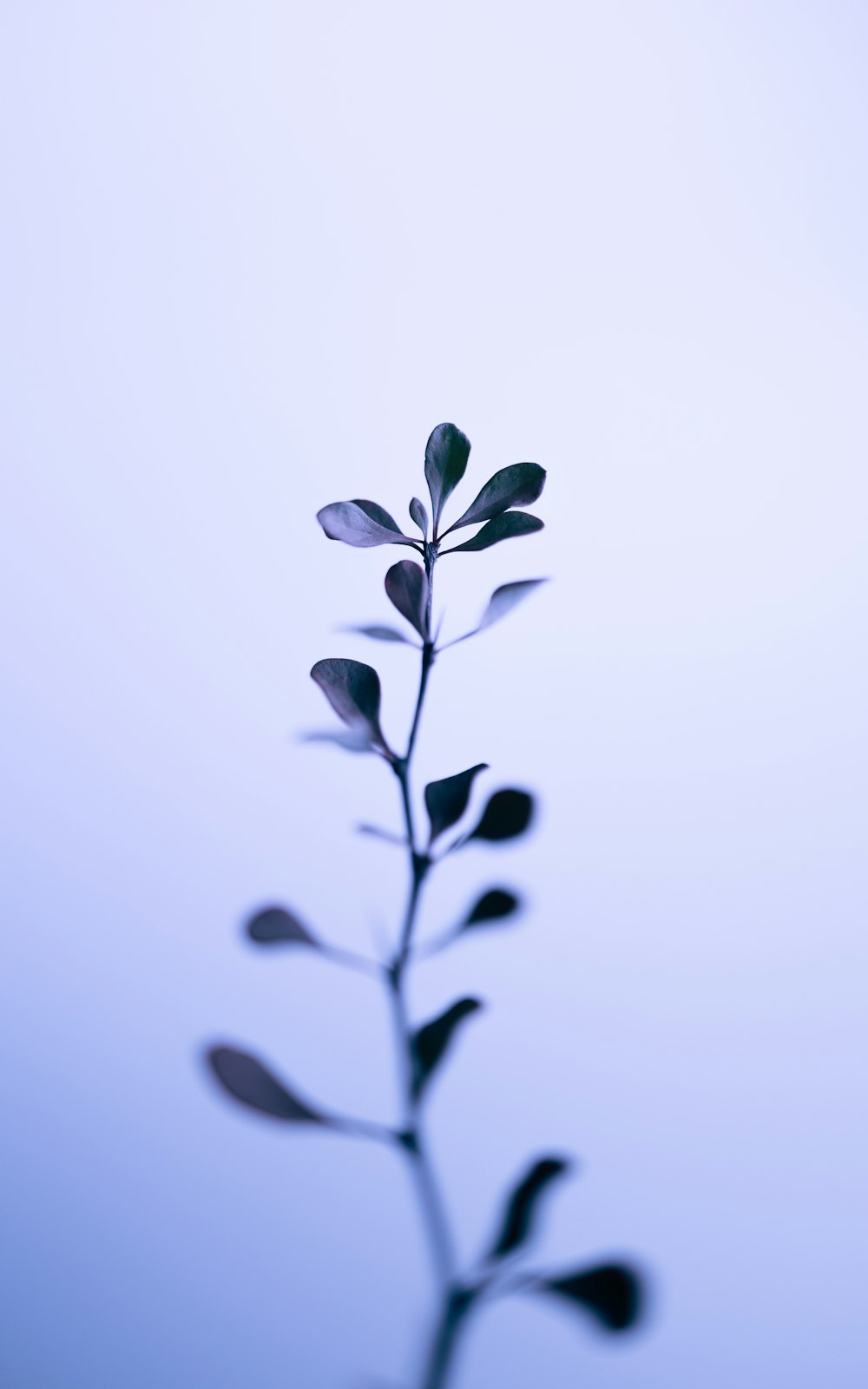 a plant is shown against a blue background