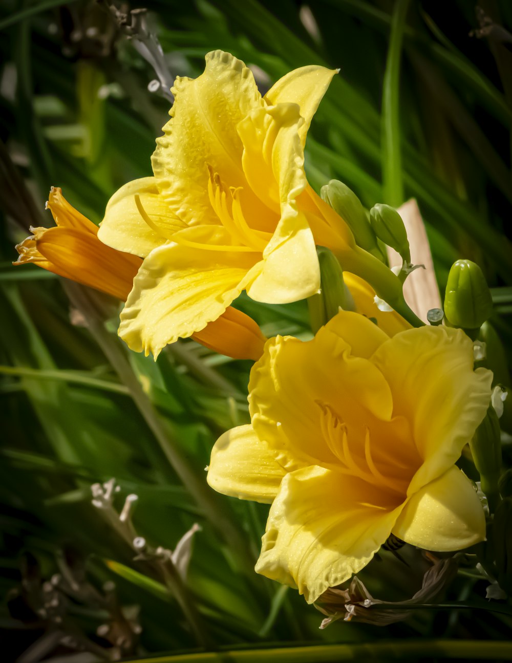 a close up of two yellow flowers in the grass