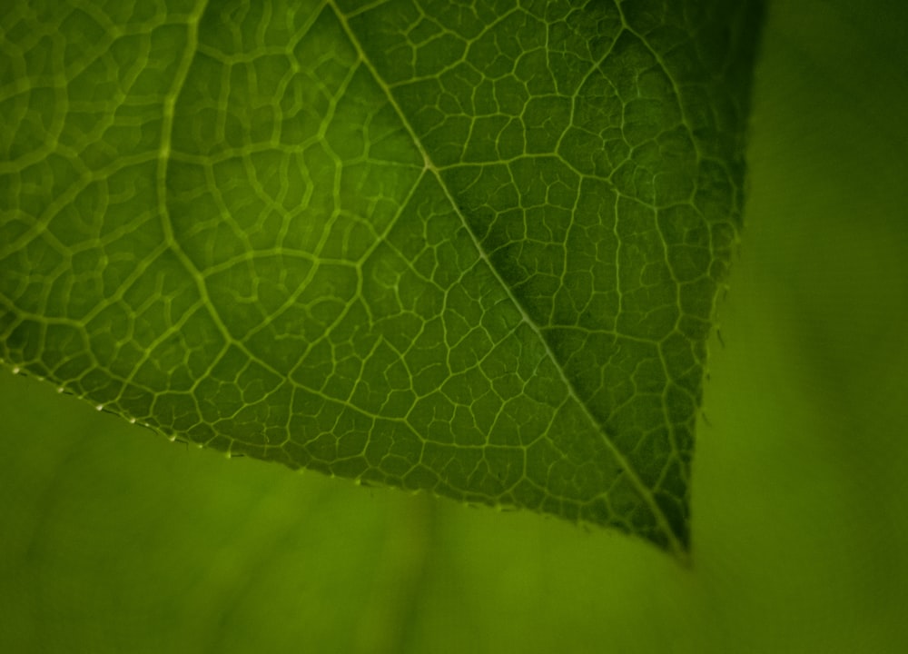 a close up view of a green leaf