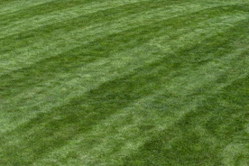 a baseball player standing on top of a lush green field