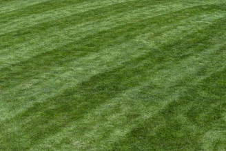 a well manicured lawn with lawn mowing stripes