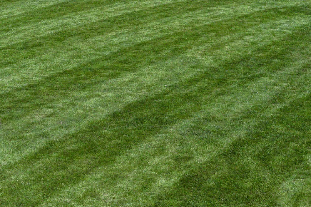 um jogador de beisebol em pé no topo de um campo verde exuberante