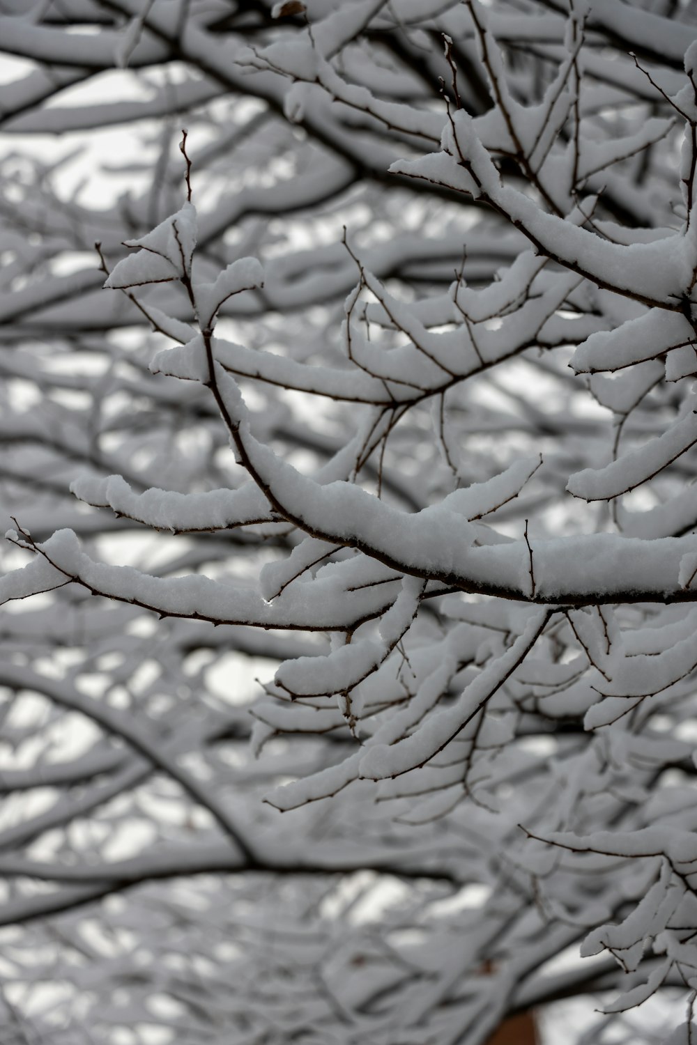 a bird is perched on a tree branch covered in snow