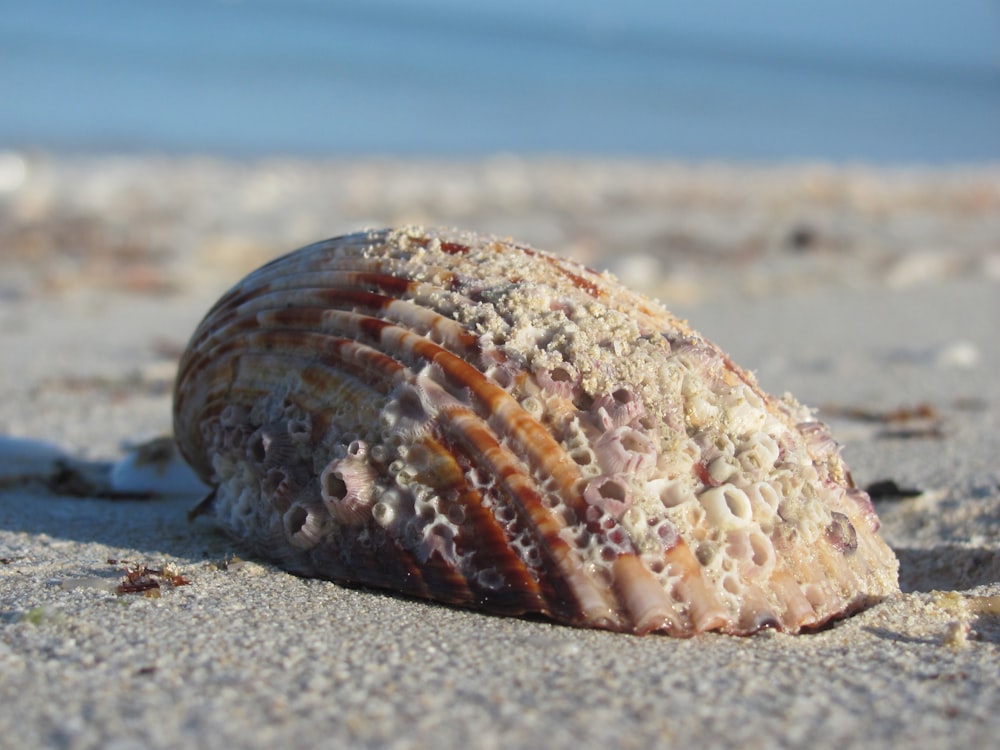 a seashell on a sandy beach with water in the background