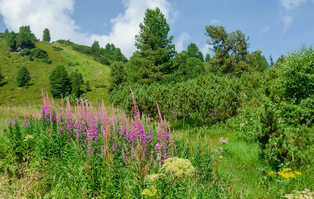 a lush green hillside covered in lots of purple flowers