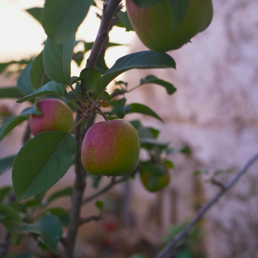 a close up of a tree with fruit on it