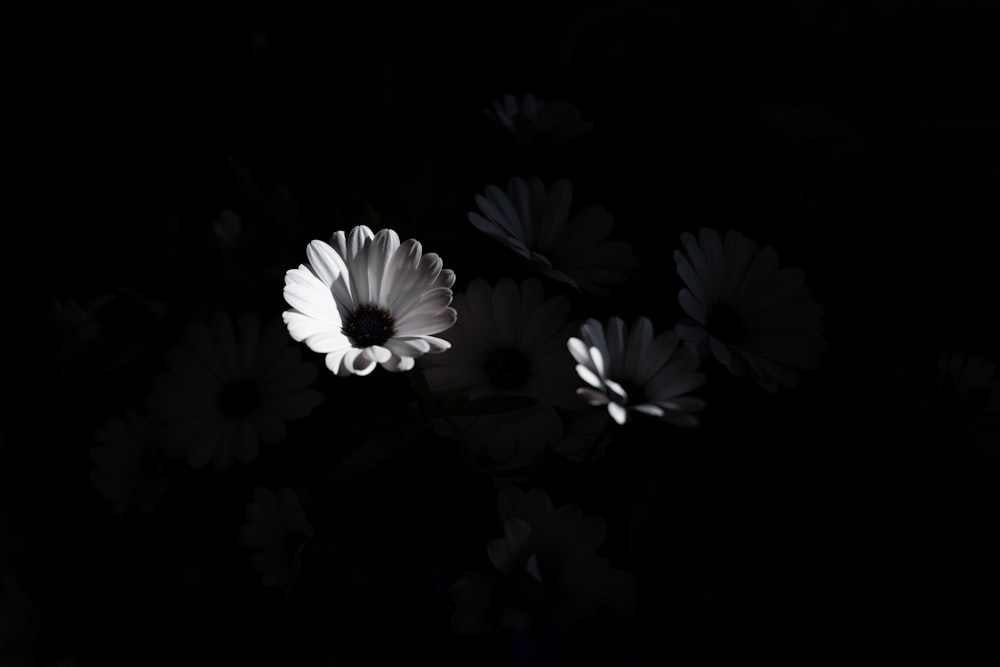 a black and white photo of flowers in the dark