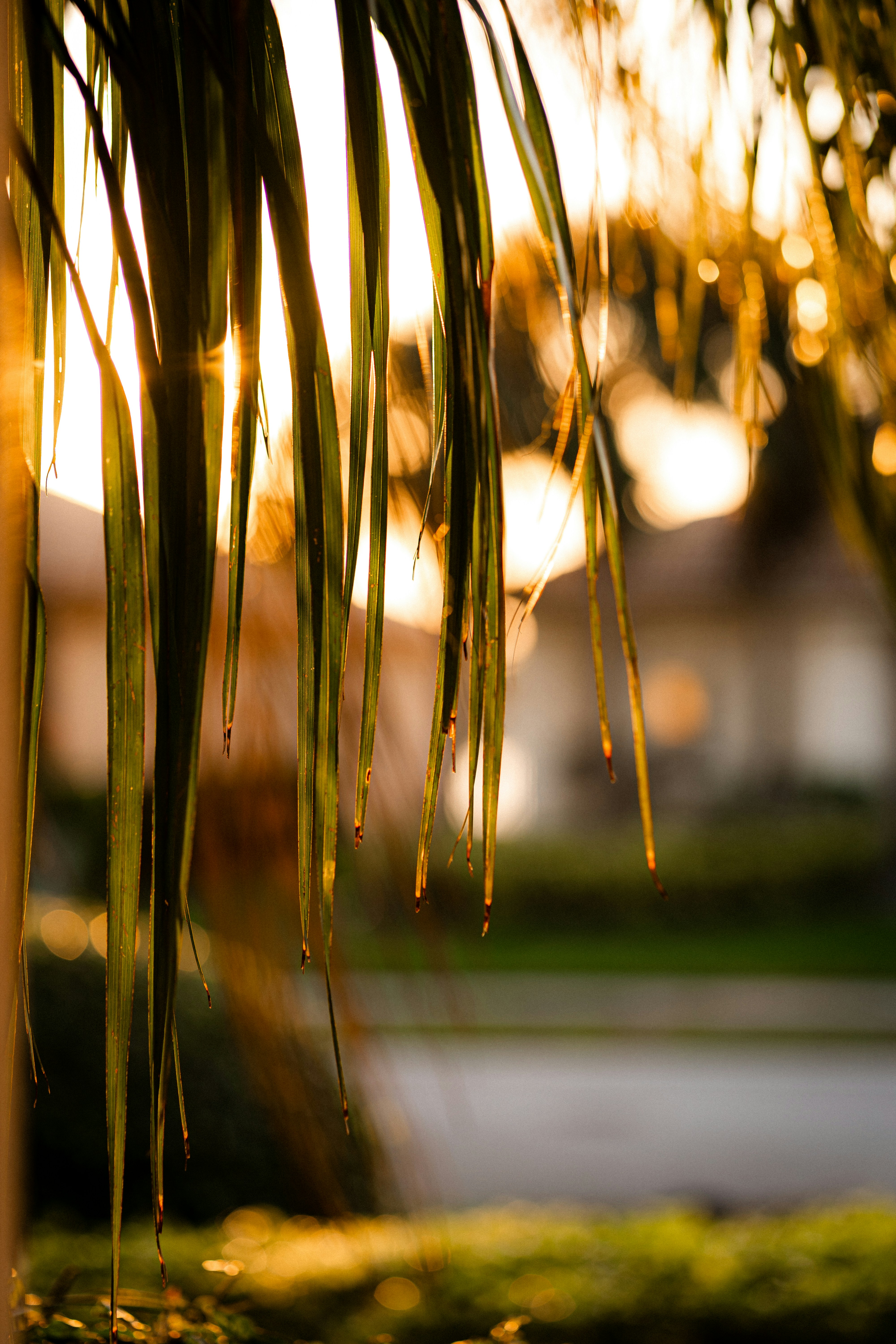 a close up of a palm tree with a building in the background