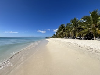 a sandy beach with palm trees on a clear day
