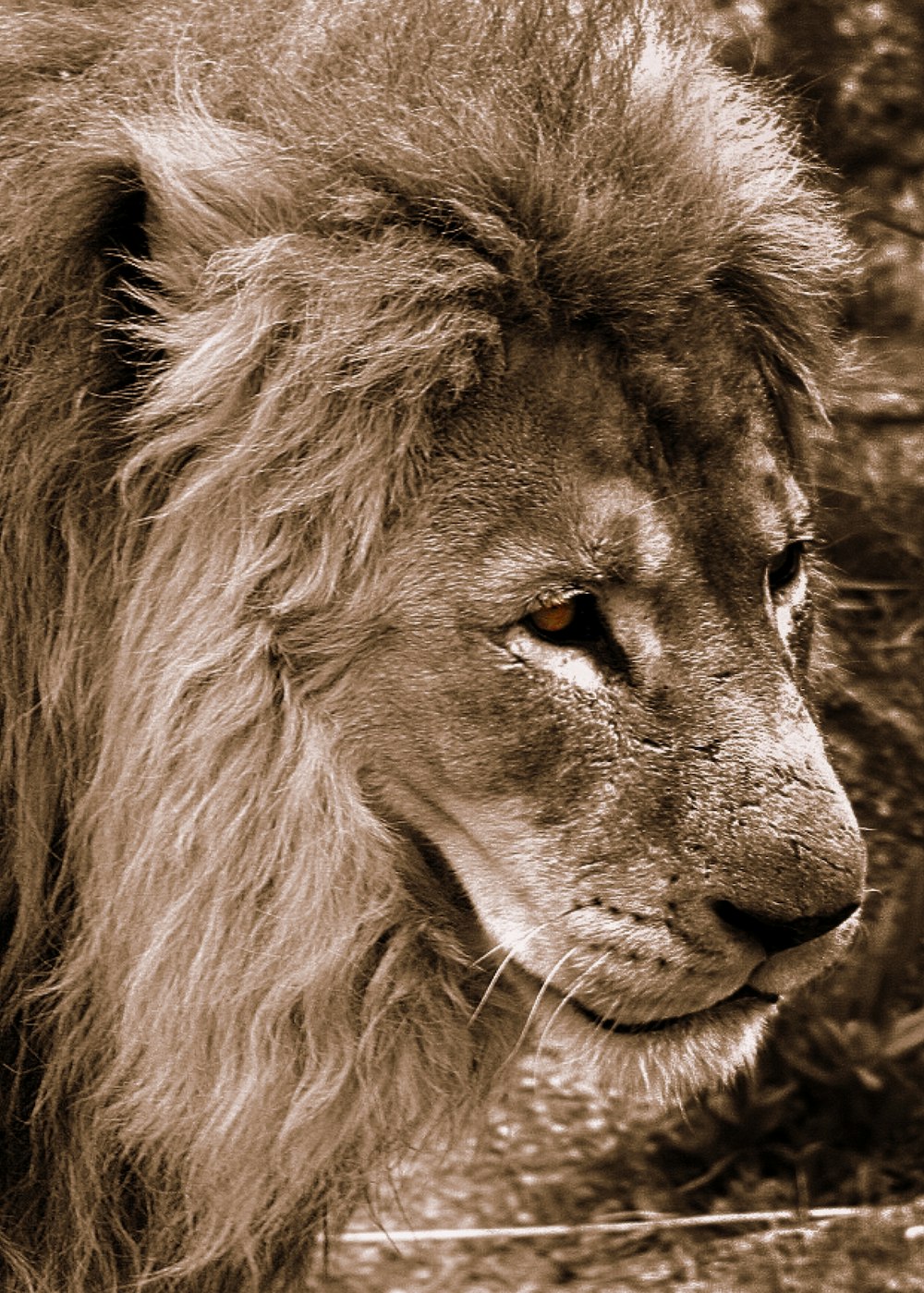 a close up of a lion near a tree