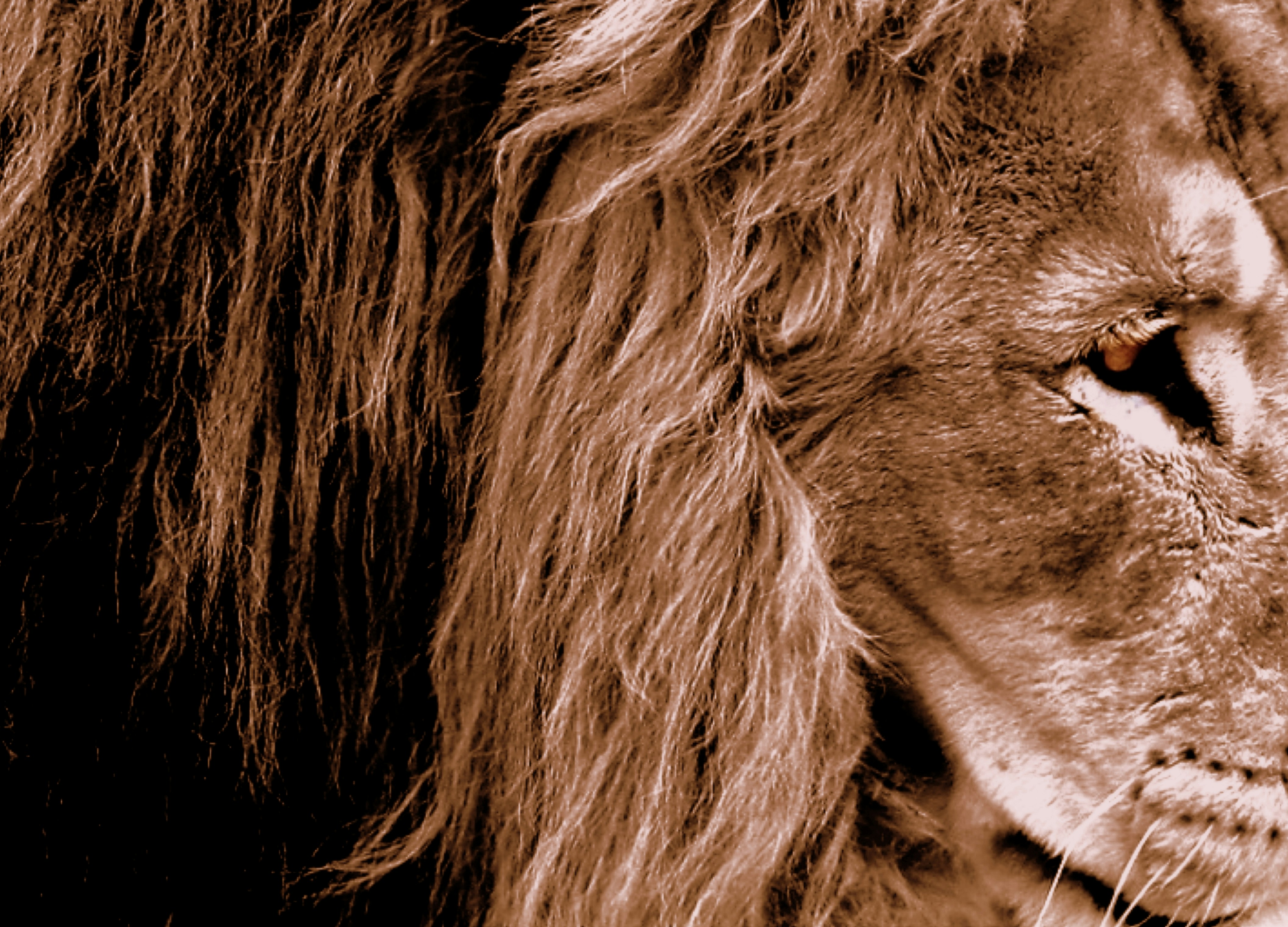a close up of a lion's face with a blurry background