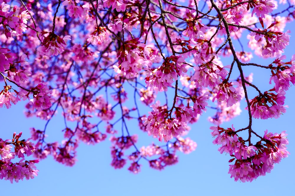 pink flowers are blooming on the branches of a tree