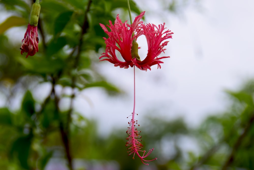 a red flower hanging from a tree branch