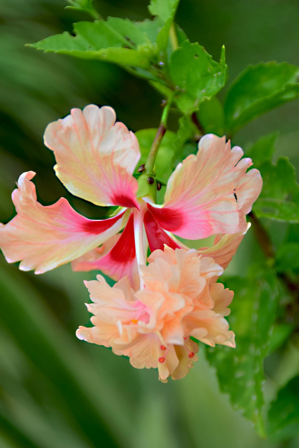 un fiore rosa e bianco con foglie verdi