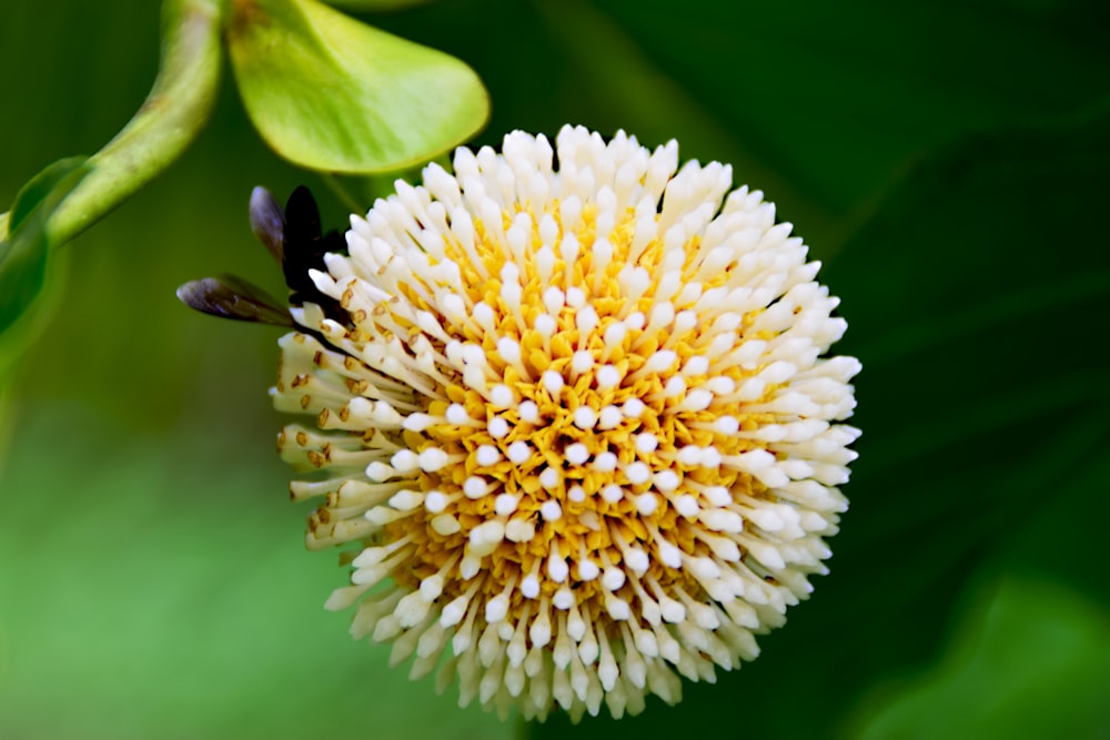 a white and yellow flower with green leaves in the background