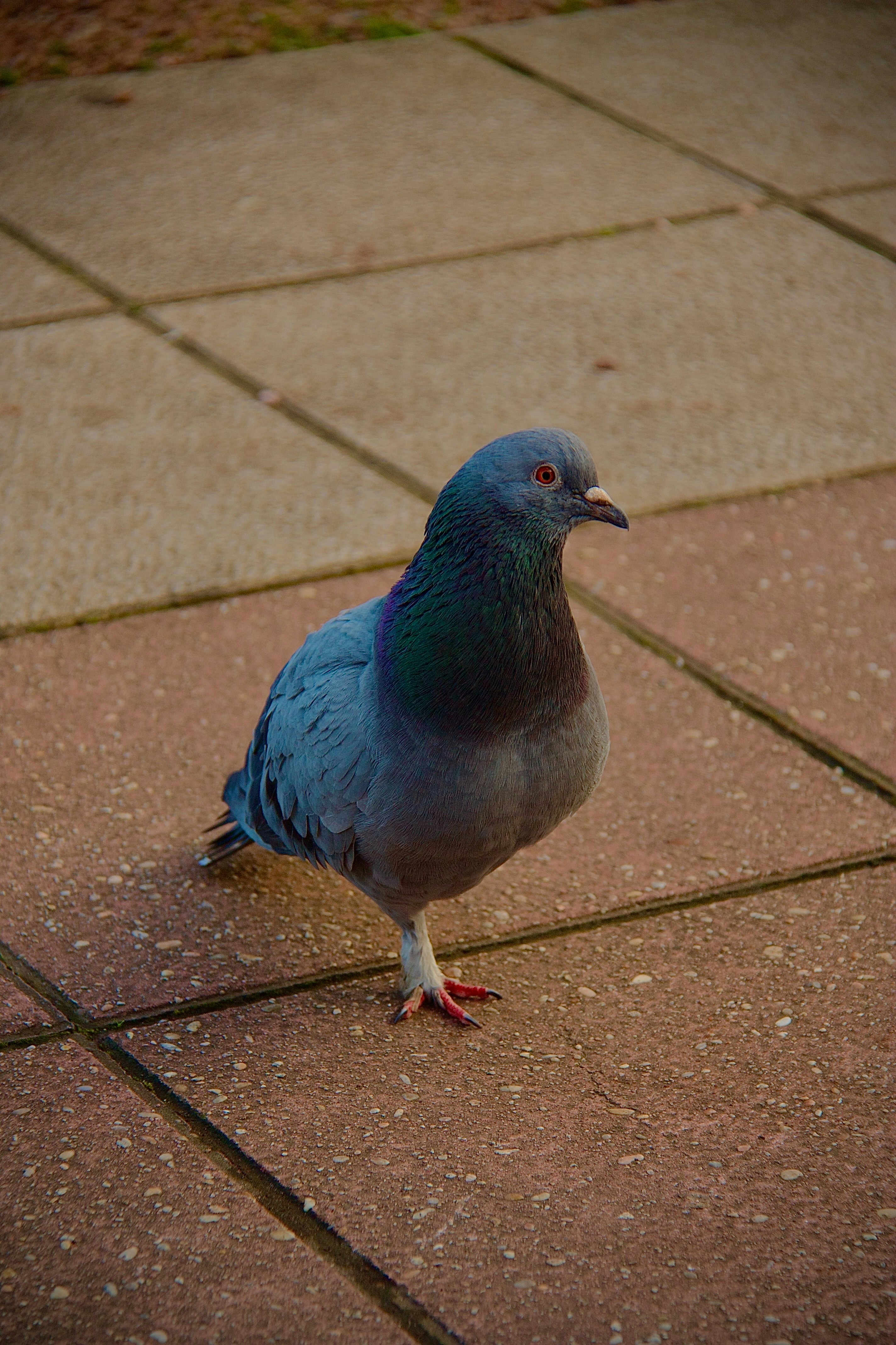 Photo by pablo_saancheezz