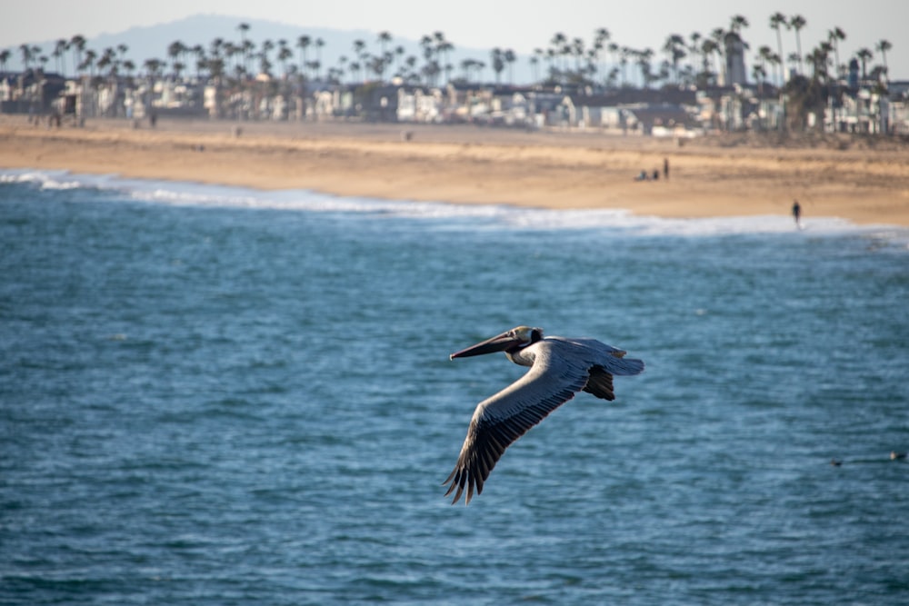 a bird flying over a body of water