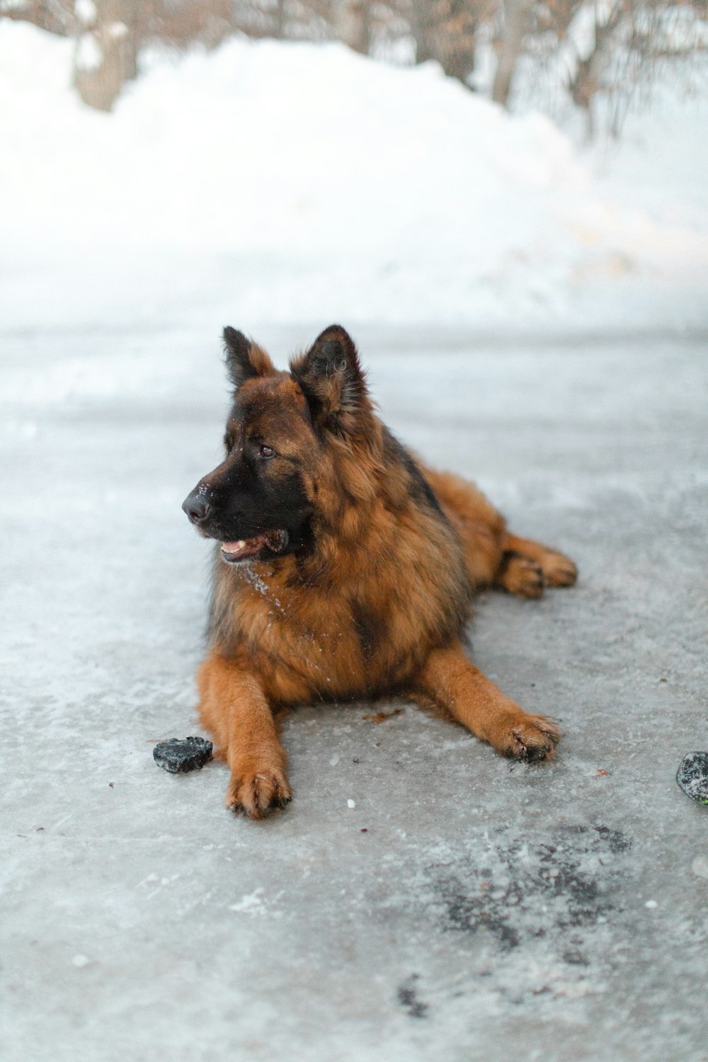 a large brown dog laying on top of snow covered ground