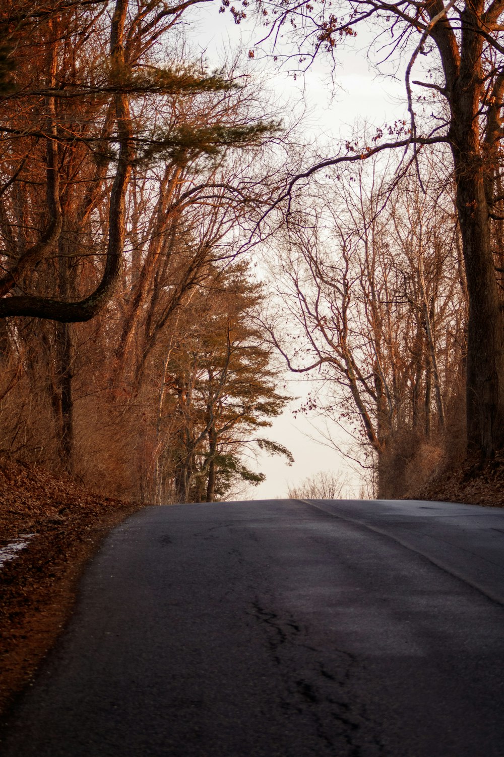 an empty road surrounded by trees and snow