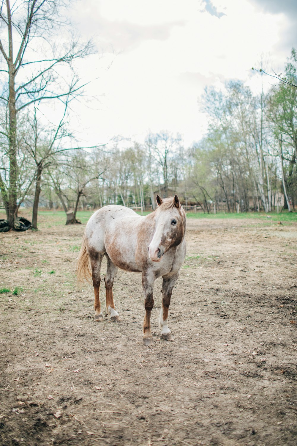 a horse standing in a field with trees in the background