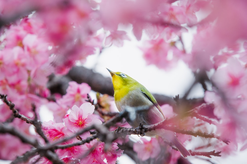 a small bird perched on a branch of a tree