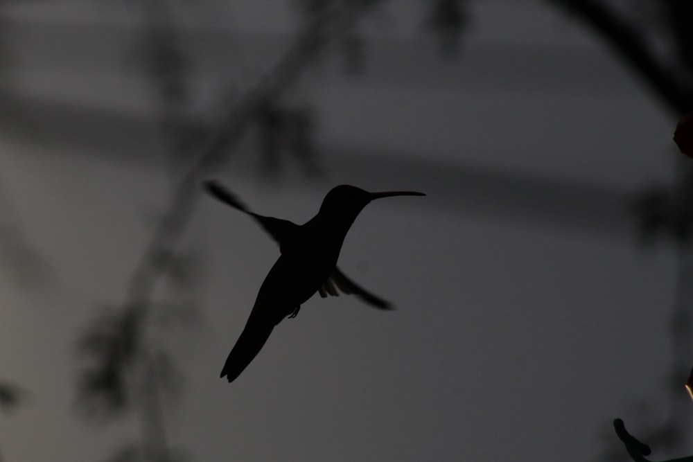 a hummingbird flying in the night sky