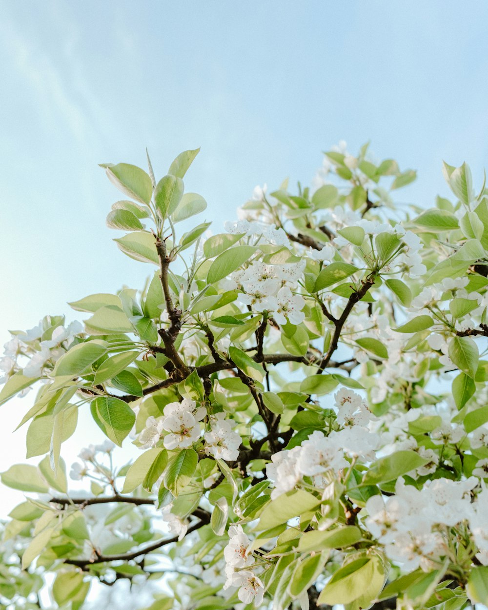 a tree with white flowers and green leaves