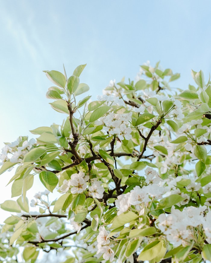 Bradford pear tree in full white spring bloom in a Wichita, KS yard — a weak-wooded ornamental pear often removed before it splits