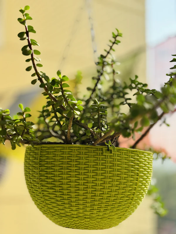 A jade plant in a hanging basket near a window