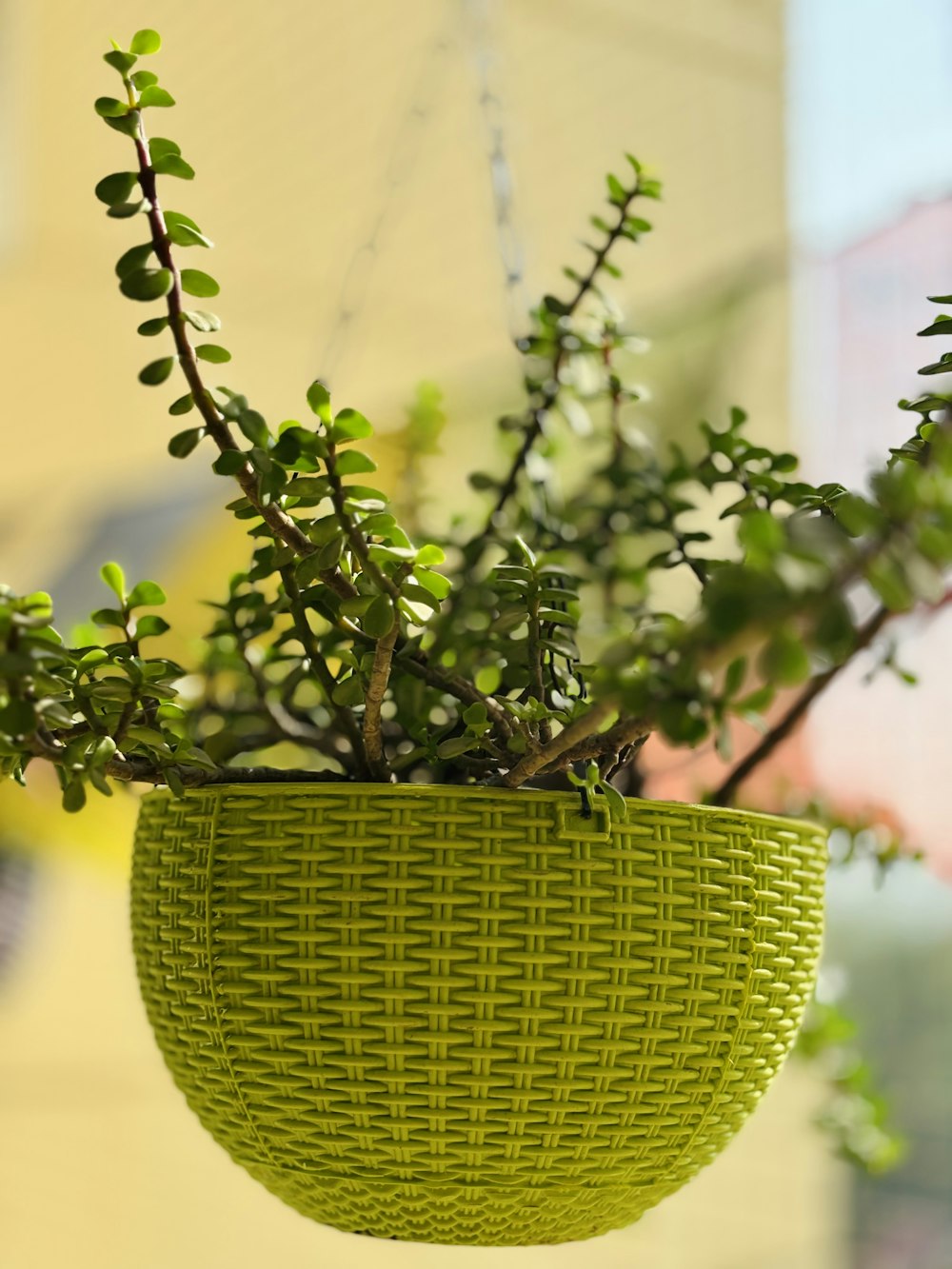 una pianta in un cesto verde appeso a un soffitto