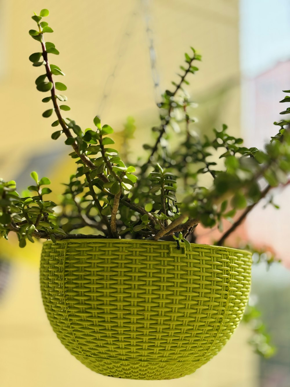 a plant in a green basket hanging from a ceiling