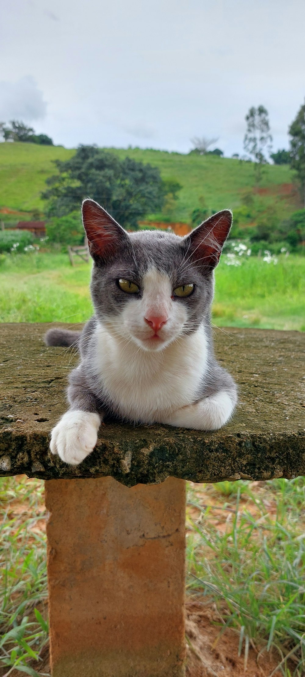 a gray and white cat sitting on a stone bench