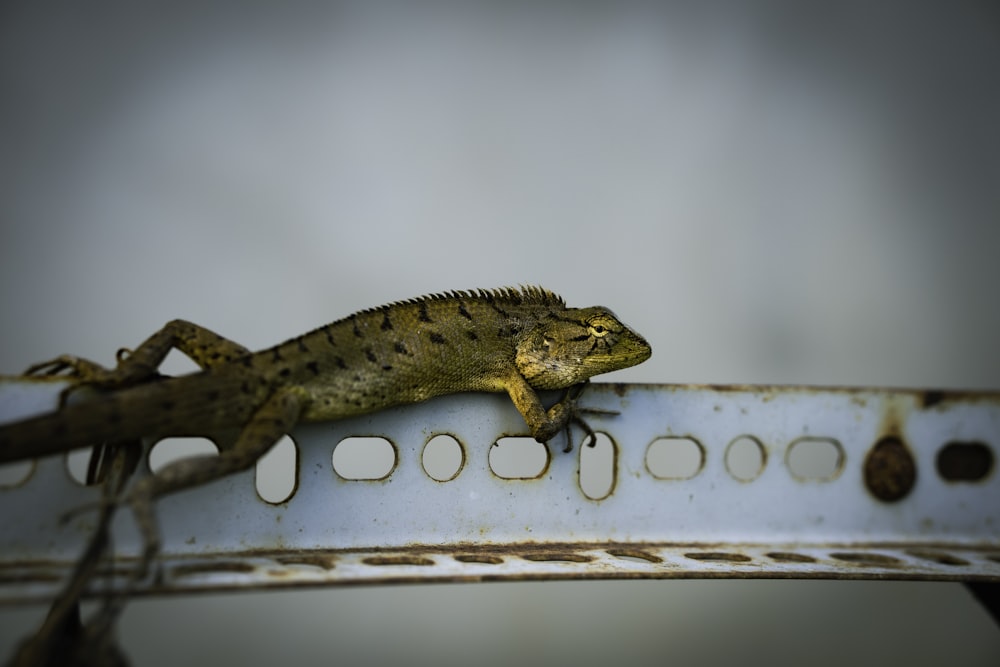 Un lagarto está sentado encima de una estructura metálica