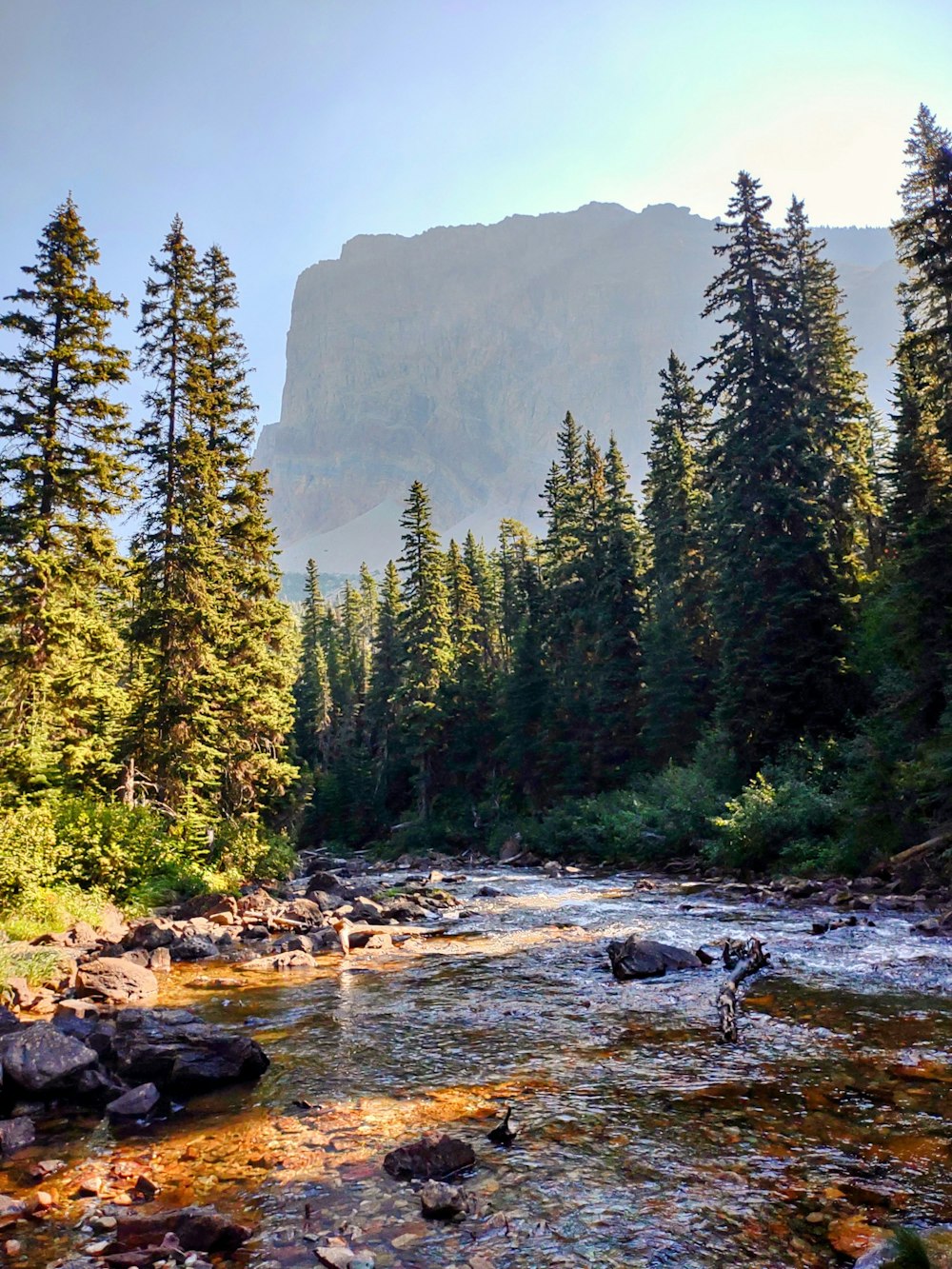 a river running through a forest filled with lots of trees