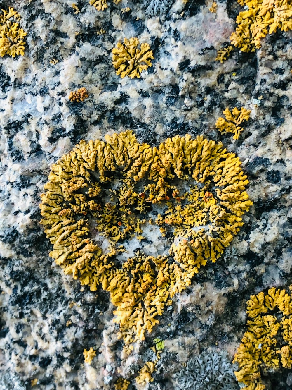 Nahaufnahme eines Felsens, auf dem gelbes Moos wächst