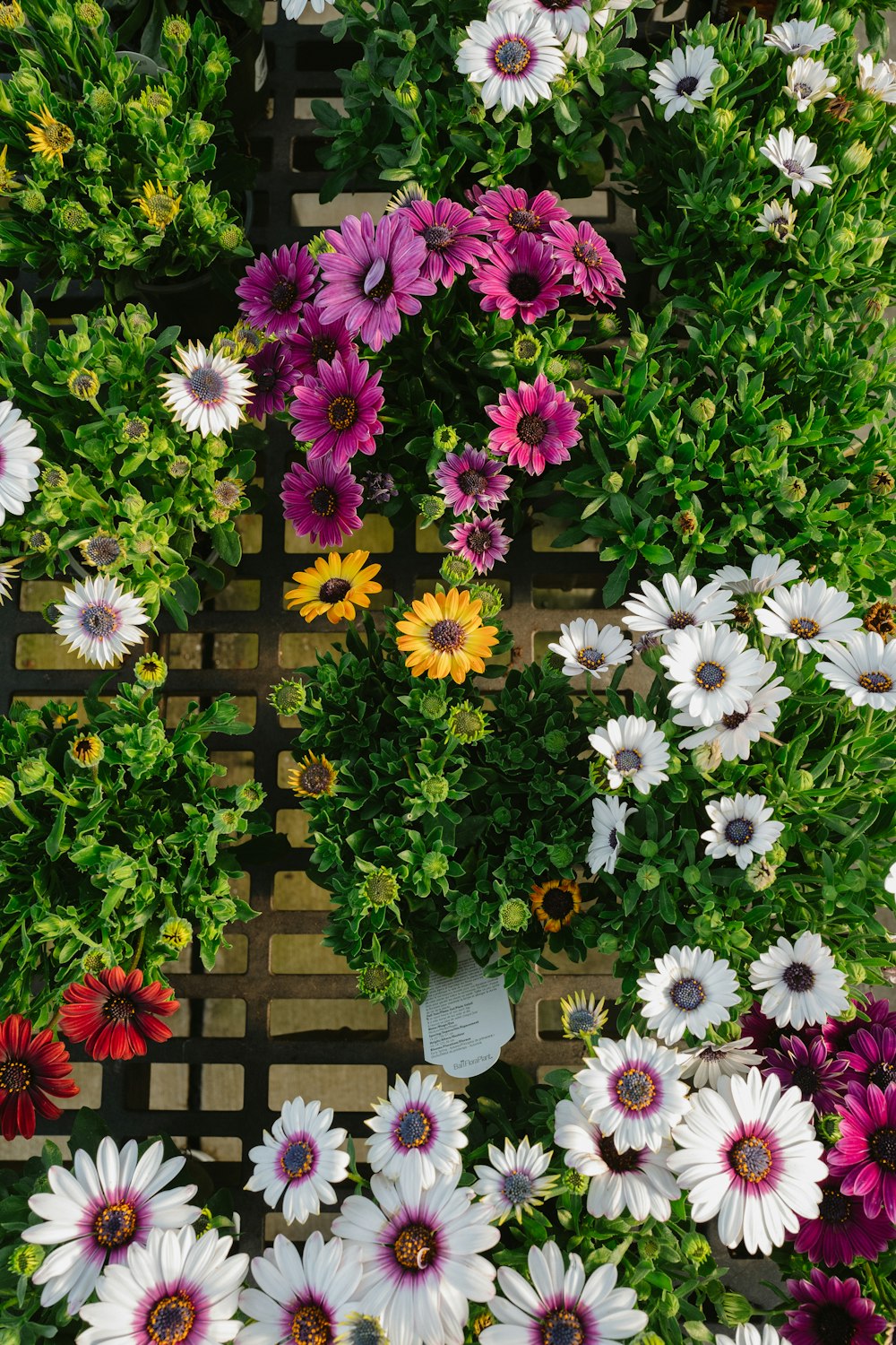 a bunch of flowers that are in a pot