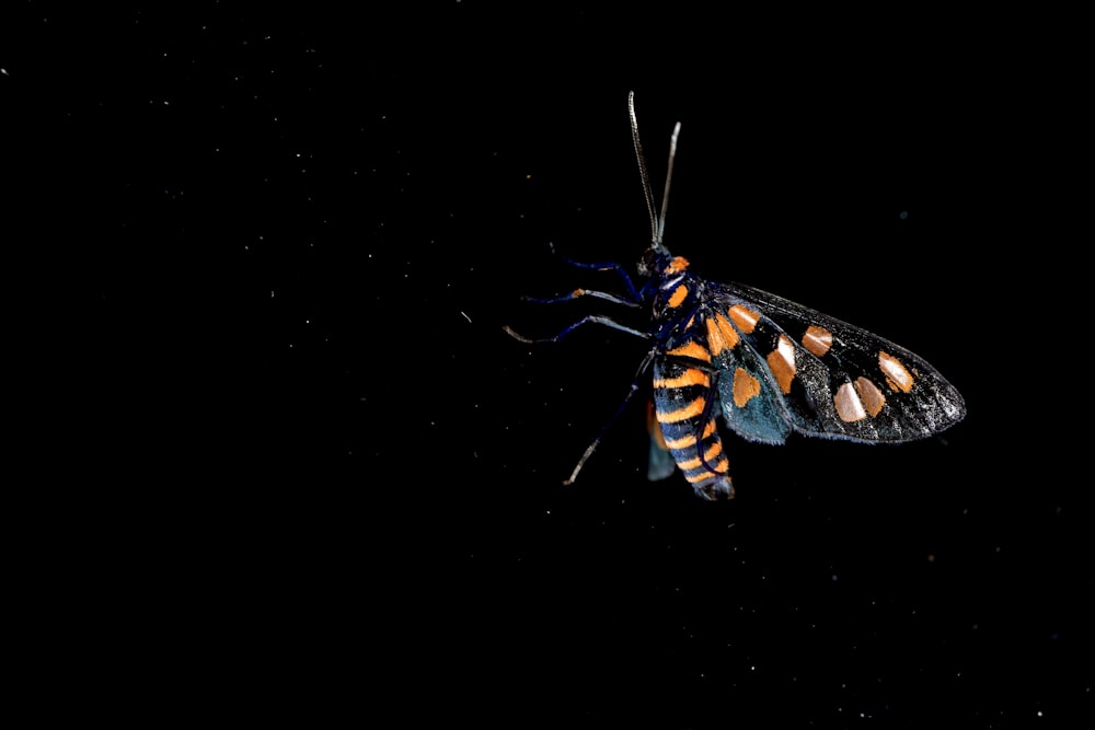 a black and orange insect on a black background