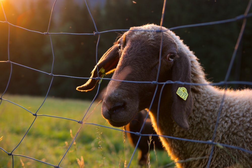 two sheep standing behind a wire fence in a field