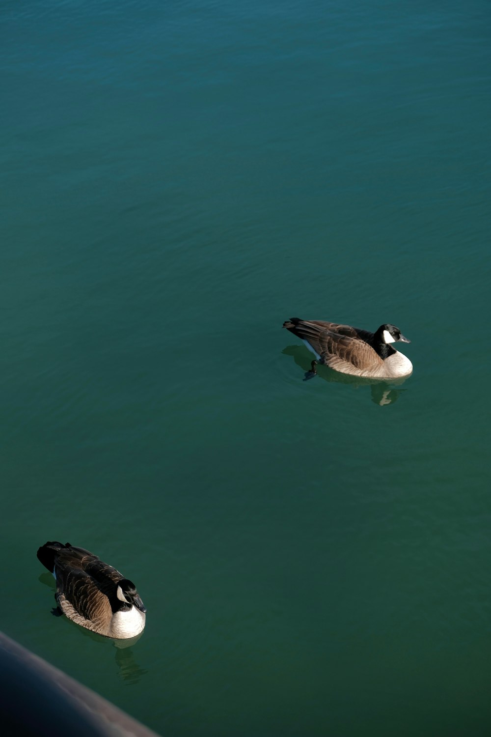 a couple of ducks floating on top of a lake