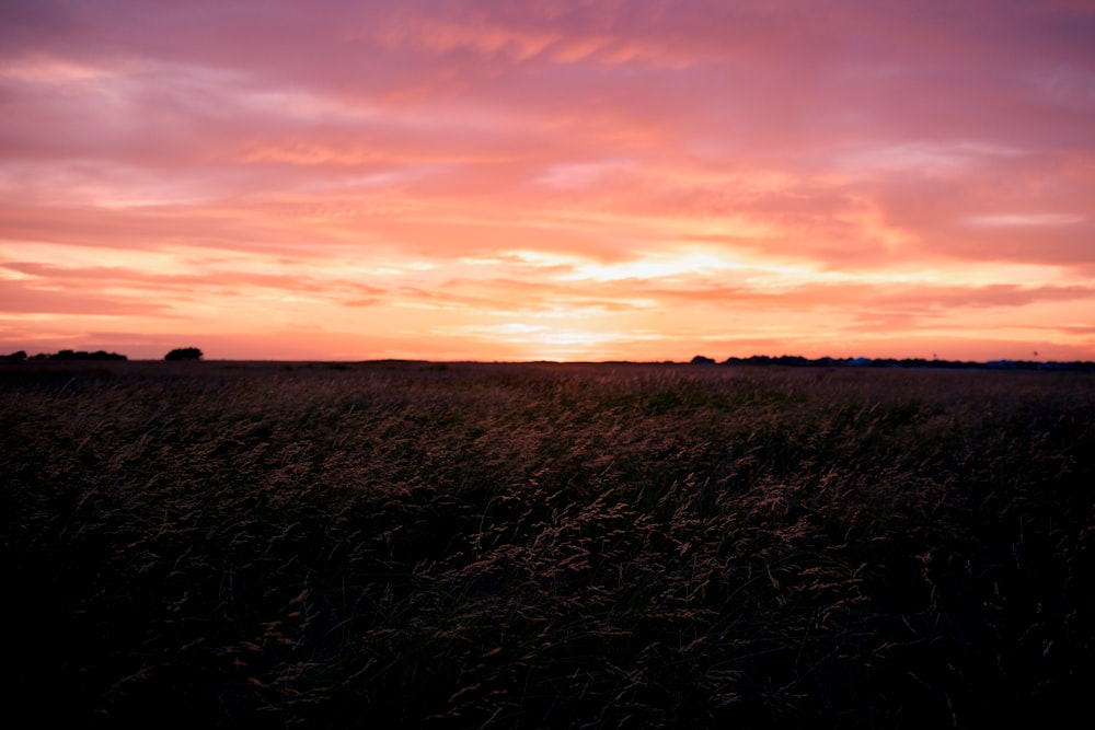 the sun is setting over a field of tall grass