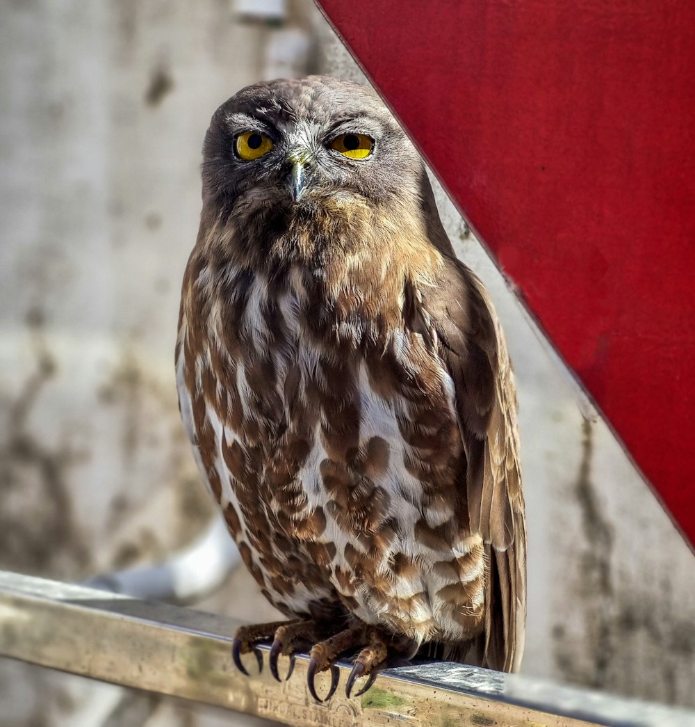 a brown and white owl sitting on top of a wooden pole