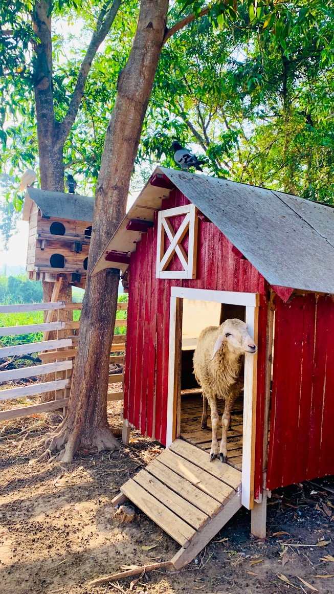a sheep is standing in a red barn