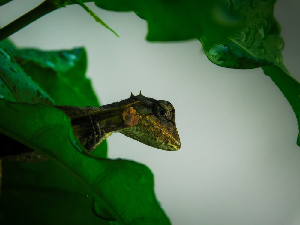 a close up of a lizard on a leafy plant