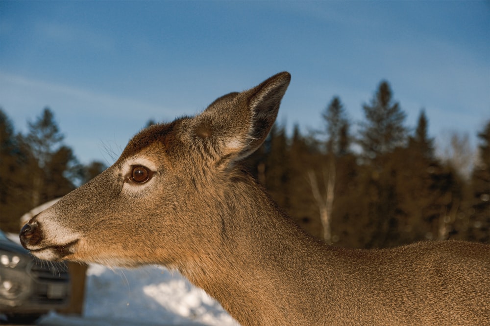 a deer standing next to a car in the snow