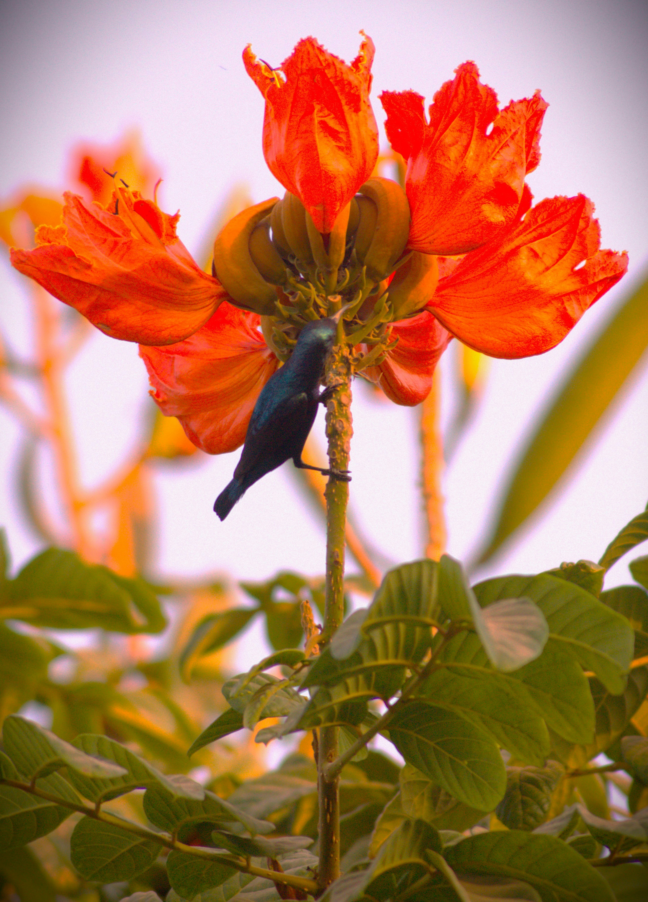 Photo by harshith42