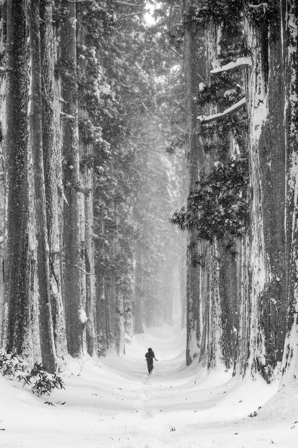 a person walking through a snow covered forest