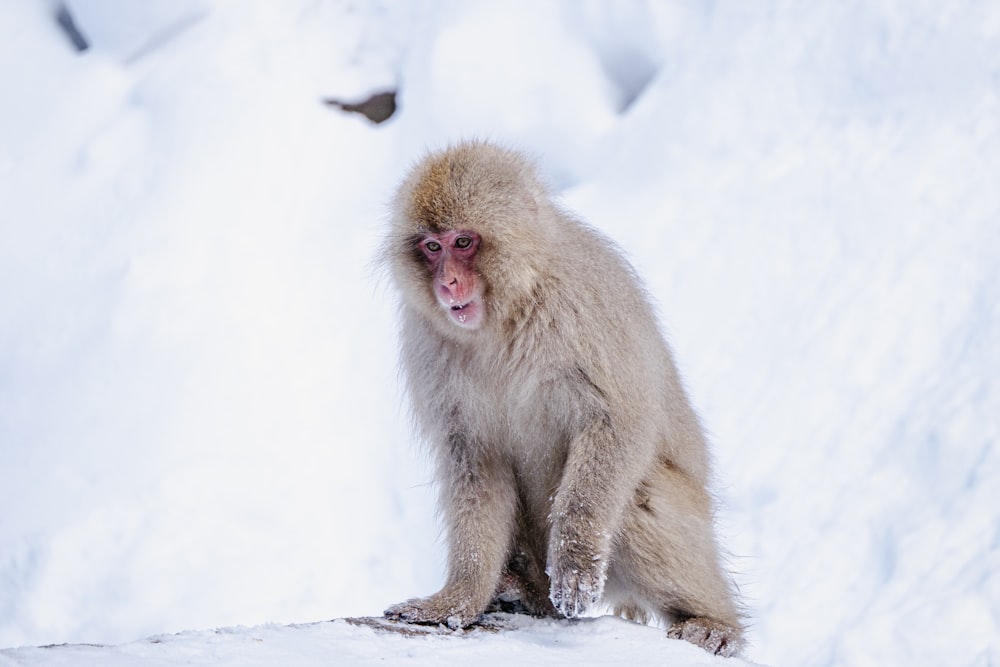 a snow monkey sitting on a snowy surface
