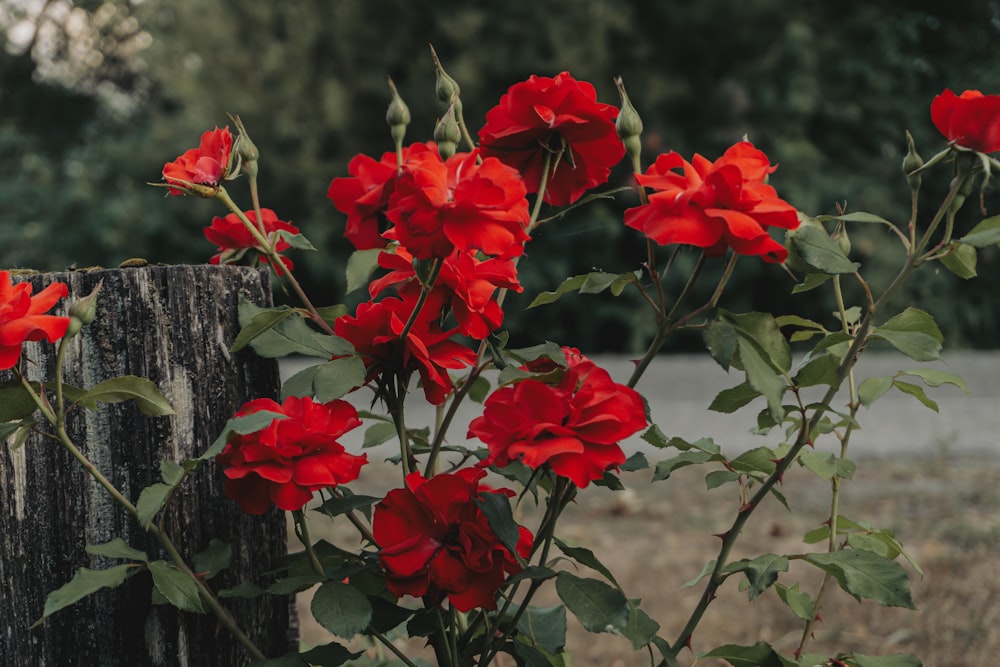 a bunch of red flowers that are by a fence
