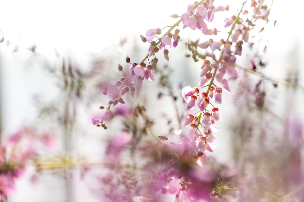 a blurry photo of pink flowers on a tree